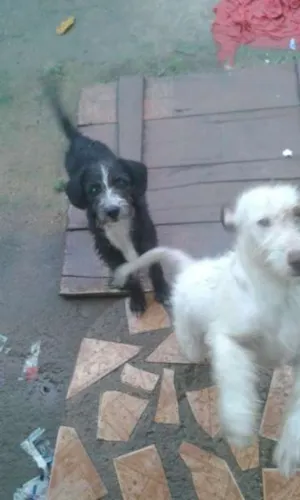 Cachorro raça viralata idade 2 a 6 meses nome sem nome