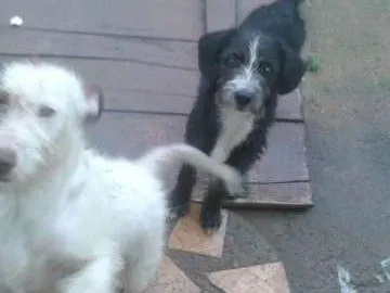 Cachorro raça viralata idade 2 a 6 meses nome sem nome