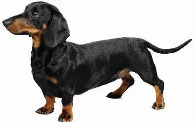 Cachorro ra a dachshund idade 1 ano nome Sofia