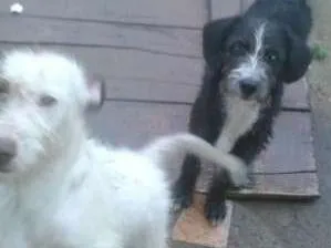 Cachorro raça viralata idade 2 a 6 meses nome sem nome
