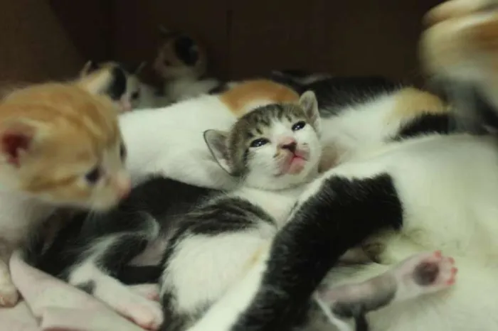 Gato ra a sem raça idade 2 anos nome radizia