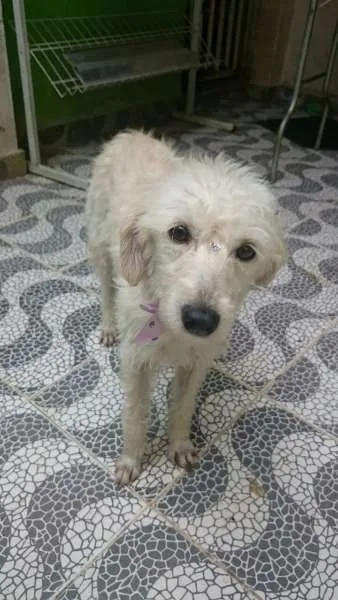 Cachorro ra a srd idade 1 ano nome Nina