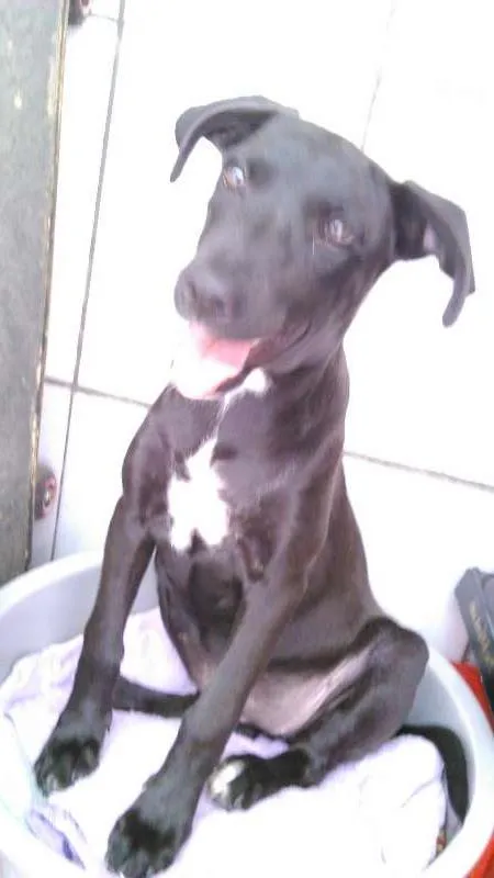 Cachorro ra a indefinida  idade 2 a 6 meses nome Hope 