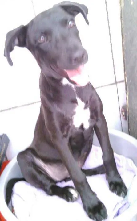 Cachorro ra a indefinida  idade 2 a 6 meses nome Hope 