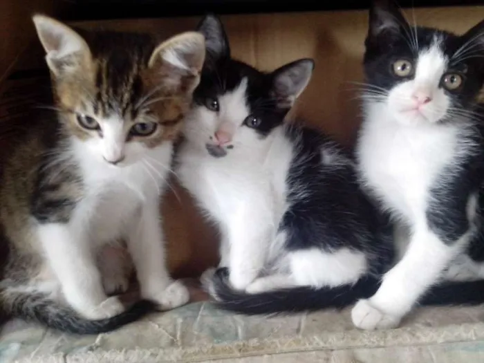 Gato ra a n idade Abaixo de 2 meses nome n