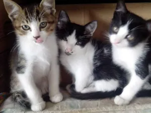 Gato raça n idade Abaixo de 2 meses nome n