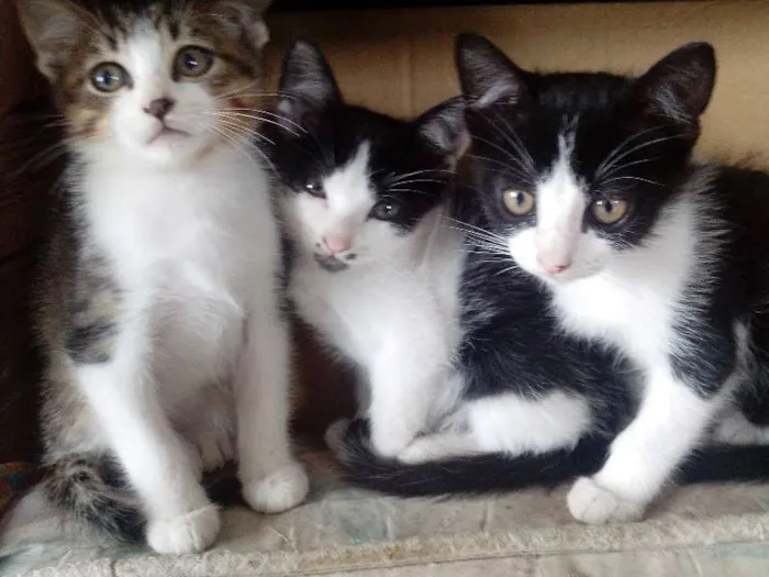 Gato ra a n idade Abaixo de 2 meses nome n