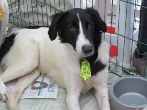 Cachorro raça  idade 7 a 11 meses nome YAN FILHOTE