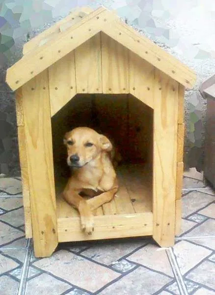 Cachorro ra a Vira Lata idade 2 anos nome lora