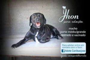 Cachorro raça  idade  nome Jhon (Canil SJ)
