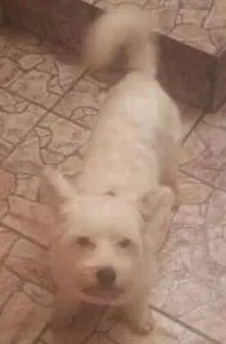 Cachorro raça Poodle com Dálmatas idade 6 ou mais anos nome Lunno
