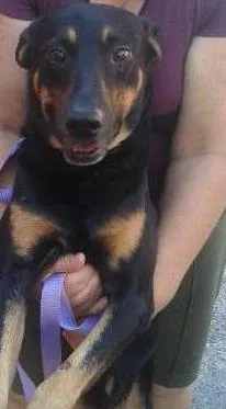 Cachorro ra a SRD idade 5 anos nome Nero