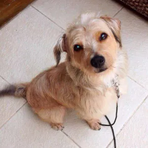Cachorro raça Vira-Lata idade 1 ano nome Jack