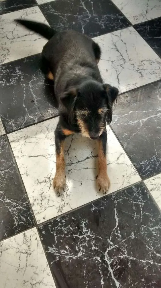 Cachorro ra a Indefinida  idade 3 anos nome BINHO