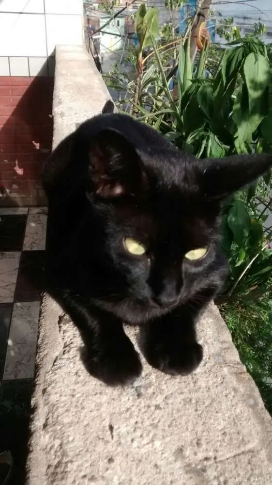 Gato ra a indefinida   idade 2 anos nome SAKIRA 