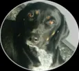 Senna