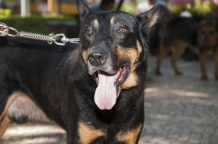 Cachorro ra a SRD idade 5 anos nome Nero