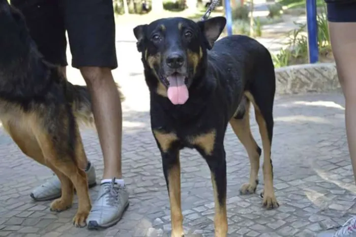 Cachorro ra a SRD idade 5 anos nome Nero