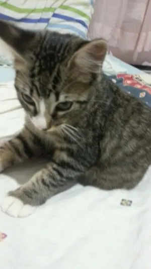 Gato raça nao especificada idade 2 a 6 meses nome  khaleesi (fêmea), 