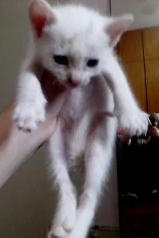 Gato raça nao especificada idade 2 a 6 meses nome  khaleesi (fêmea), 