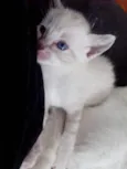 khaleesi (fêmea), 