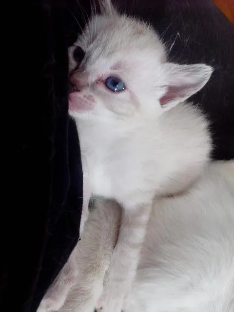 Gato raça nao especificada idade 2 a 6 meses nome  khaleesi (fêmea), 