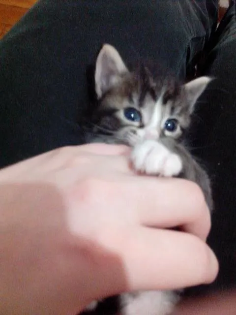 Gato raça nao especificada idade 2 a 6 meses nome  khaleesi (fêmea), 