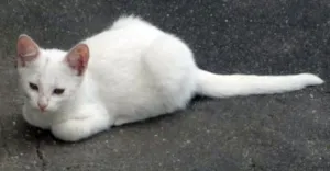 Gato raça VIRA LATA idade 2 a 6 meses nome NINA