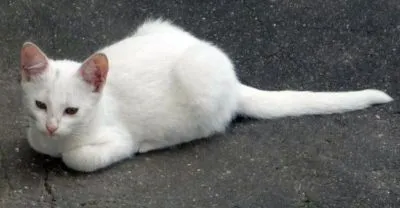Gato ra a VIRA LATA idade 2 a 6 meses nome NINA