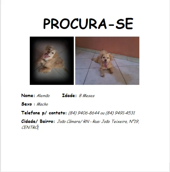 Cachorro ra a ... idade 7 a 11 meses nome Alemão