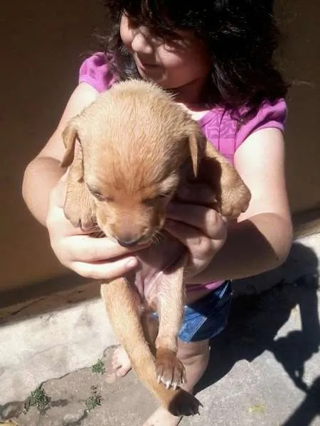 Cachorro ra a  idade  nome PIPOCA E CENOURA