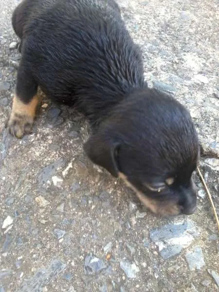 Cachorro ra a  idade  nome PIPOCA E CENOURA