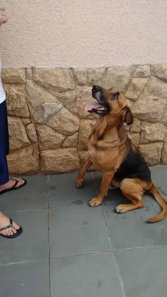 Cachorro ra a SRD idade 5 anos nome sem nome
