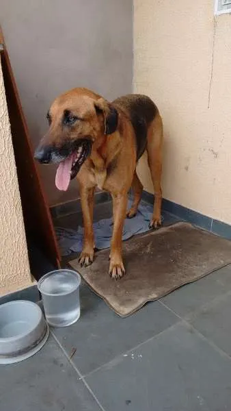 Cachorro ra a SRD idade 5 anos nome sem nome