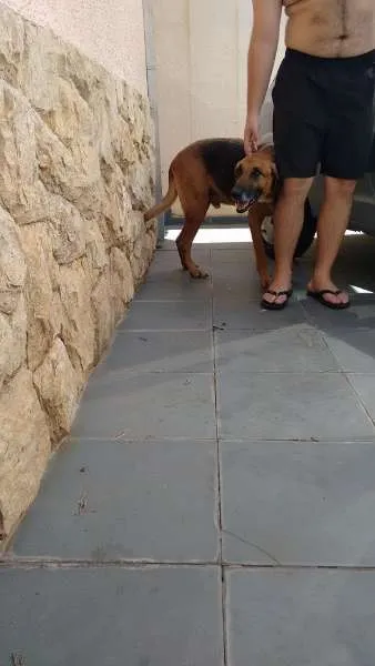 Cachorro ra a SRD idade 5 anos nome sem nome