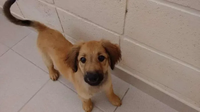 Cachorro ra a indefinida idade 2 a 6 meses nome "NINA"