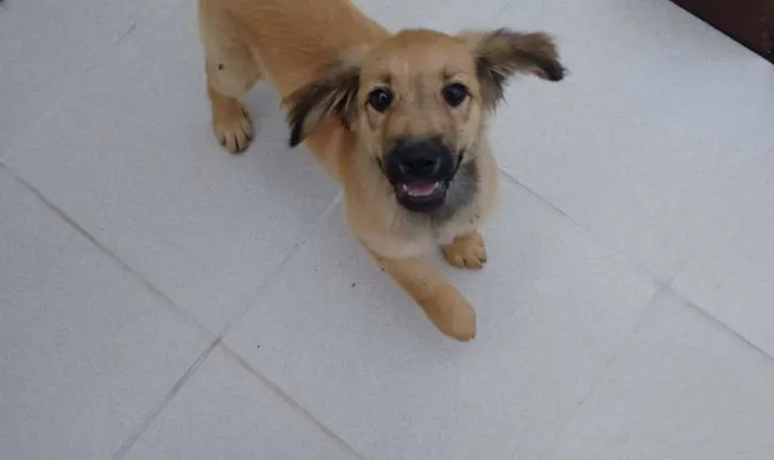 Cachorro ra a indefinida idade 2 a 6 meses nome "NINA"
