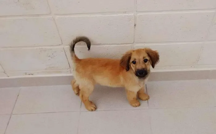 Cachorro ra a indefinida idade 2 a 6 meses nome "NINA"