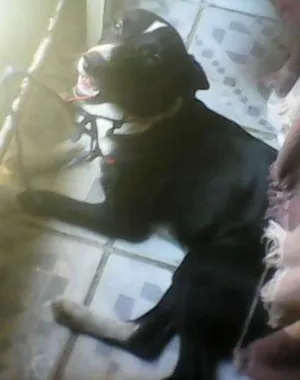 Cachorro raça  idade  nome cort
