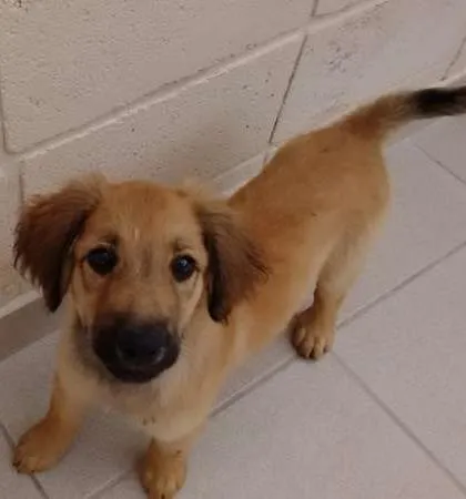 Cachorro ra a indefinida idade 2 a 6 meses nome "NINA"