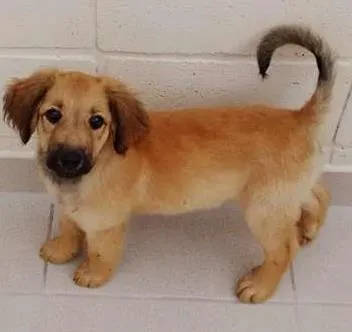Cachorro ra a indefinida idade 2 a 6 meses nome "NINA"