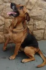 Cachorro ra a SRD idade 5 anos nome sem nome
