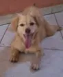 Cachorro ra a ... idade 7 a 11 meses nome Alemão