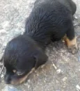 PIPOCA E CENOURA