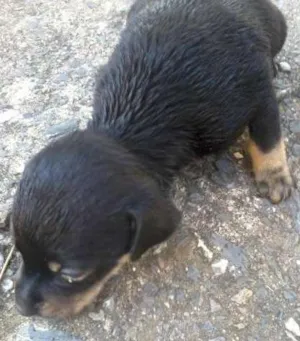 Cachorro raça  idade  nome PIPOCA E CENOURA