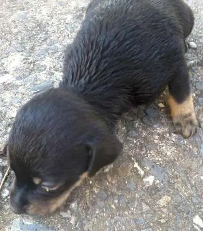 Cachorro ra a  idade  nome PIPOCA E CENOURA