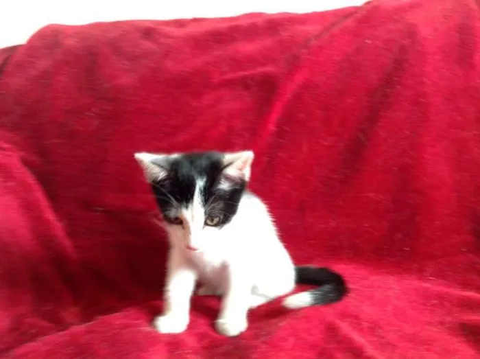 Gato ra a SRD idade 2 a 6 meses nome Benny