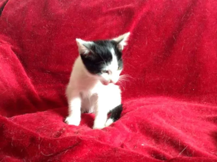 Gato ra a SRD idade 2 a 6 meses nome Benny