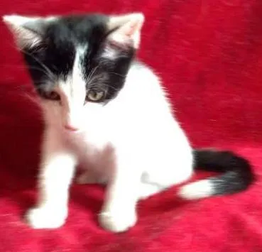 Gato ra a SRD idade 2 a 6 meses nome Benny