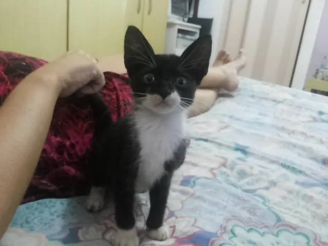 Gato ra a vira lata idade Abaixo de 2 meses nome sem nome